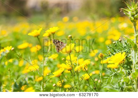Butterfly On Flower