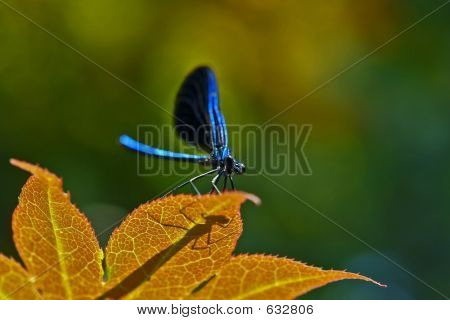 Blue Dragonfly
