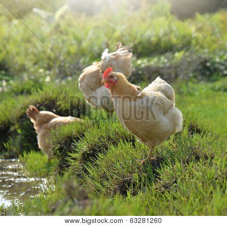 Free Range Chickens
