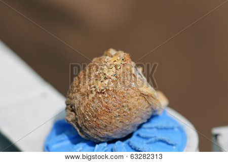 Mantis nymphs are emerging from an egg case after incubating for about 5 weeks. 