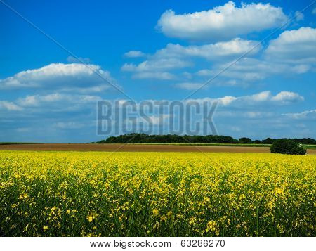 Yellow fields in spring