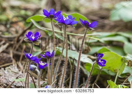 background of spring liverleaf flowers