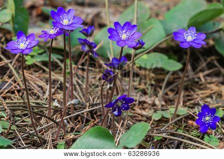 blue flowers and leafs of liverleaf