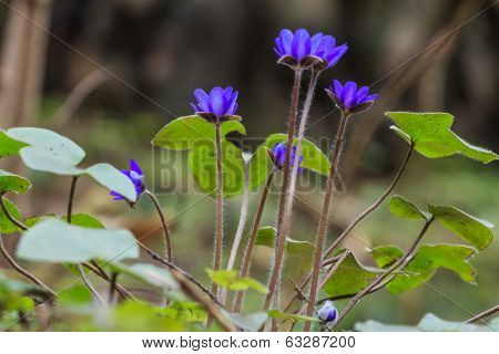 background of spring liverleaf flowers
