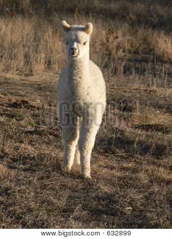 Baby Alpaka (Cria) aus Australien