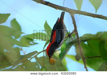 Male Scalet Flowerpecker