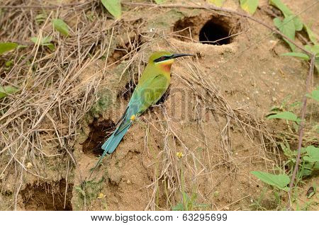 Blue Tailed Bee Eater