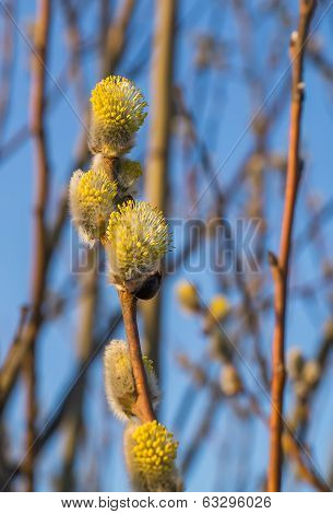 Blooming willow