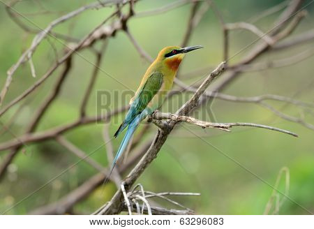 Blue Tailed Bee Eater