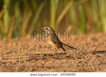 Male Bluethroat (luscinia Svecica)