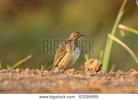 Immature Red-throated Pipit (anthus Cervinus)
