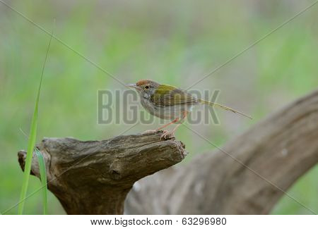 Male Common Tailorbird