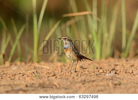 Male Bluethroat (luscinia Svecica)