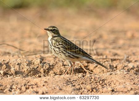 Rosy Pipit (anthus Roseatus)