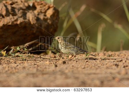 Male Red-throated Pipit (anthus Cervinus)