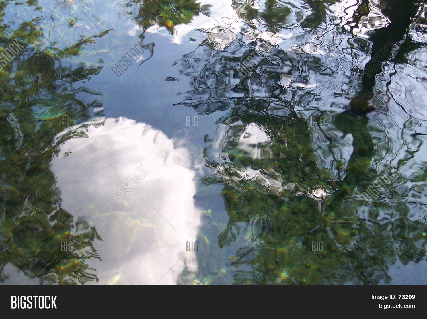 Fish Trees Reflection Tree Reflection On Image & Photo (Free Trial) | Bigstock