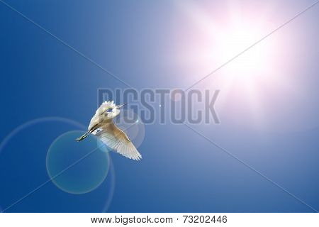Flying birds on blue sky and sun light