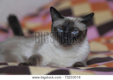 Siamese Cat