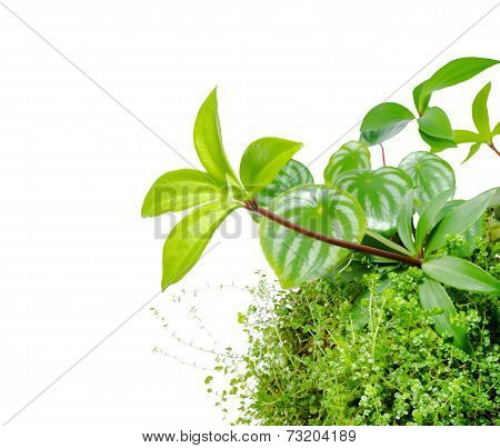 Mix Plant Of Watermelon Peperomia, Peperomia Pereskiifolia And Helxine Soleirolii Leaves, Closeup