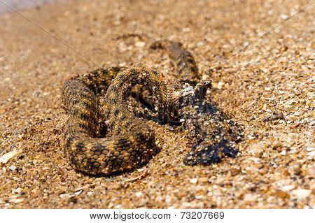 Water Snake