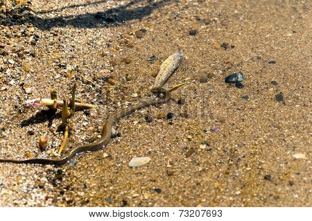 Water Snake