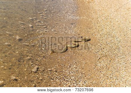 water, snake