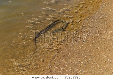 water, snake