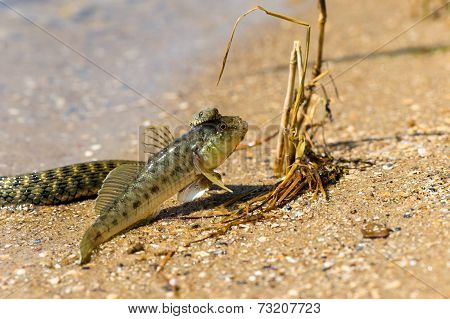 Water Snake