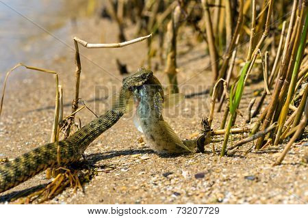 Water Snake