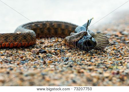 Water Snake