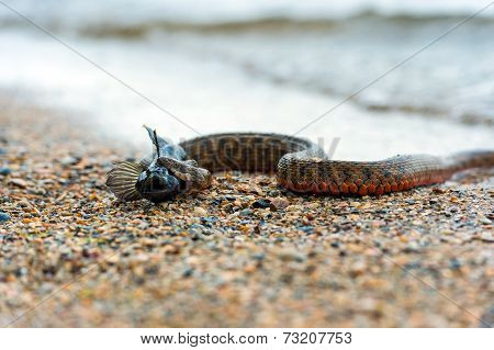 Water Snake