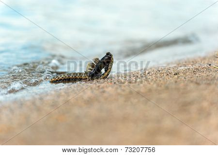 Water Snake