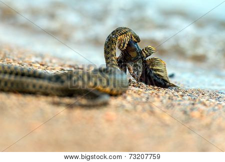 Water Snake