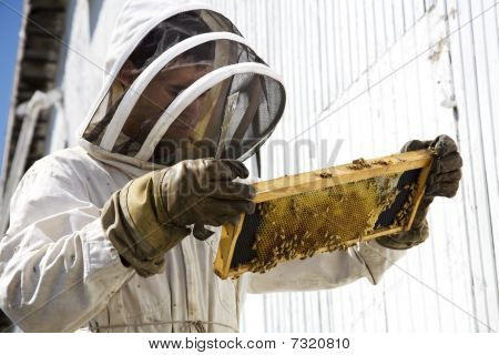 Apicoltore guardando Hive