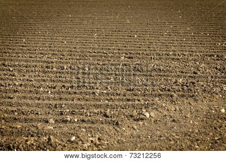 Plowed Field