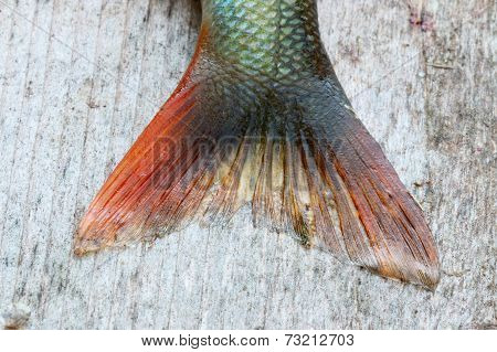 Perch-4
