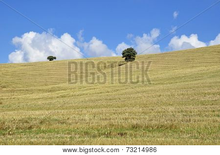 View of a field in autumn with oaks
