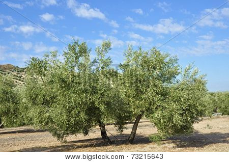 olive groves in Andalucia