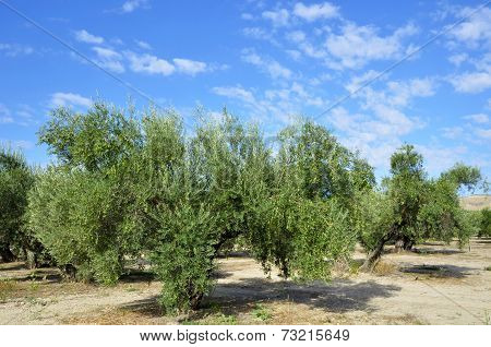 olive groves in Andalucia