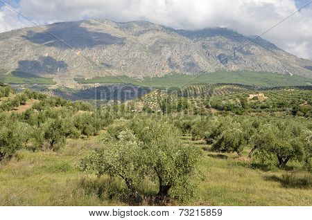 olive groves in Jaen and Sierra Magina andalucia