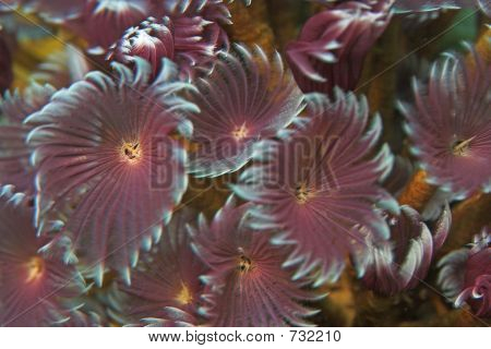 Tube worm
