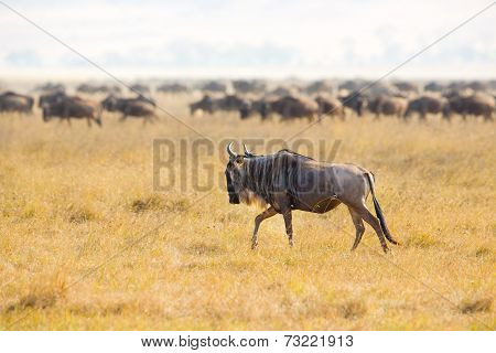 Herds of wildebeests in the Ngorongoro