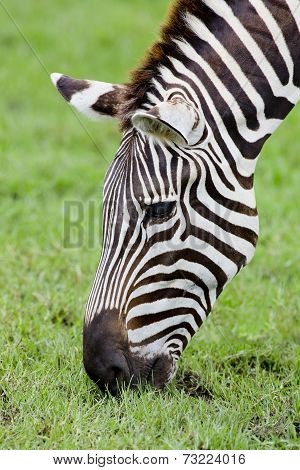 A Headshot Of A Burchell's Zebra