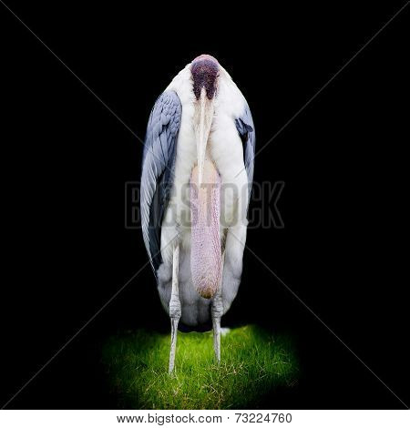 Greater Adjutant Stork - Leptoptilop Dubius