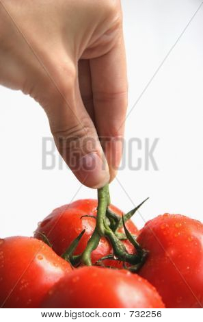 A Hand Holding Tomatoes