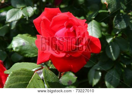 Red Rose