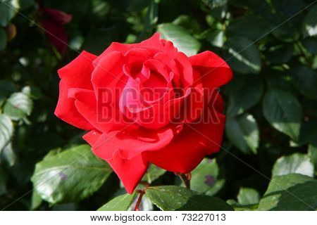Red Rose