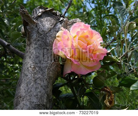 Yellow And Pink Rose