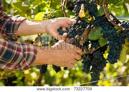 Man Working In A Vineyard