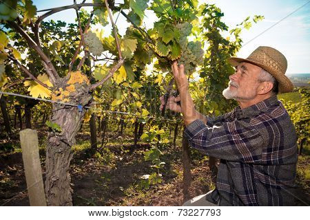 Man Working In A Vineyard
